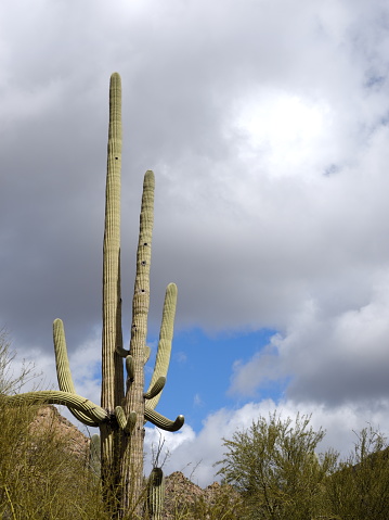 Saguaro set against rain clouds