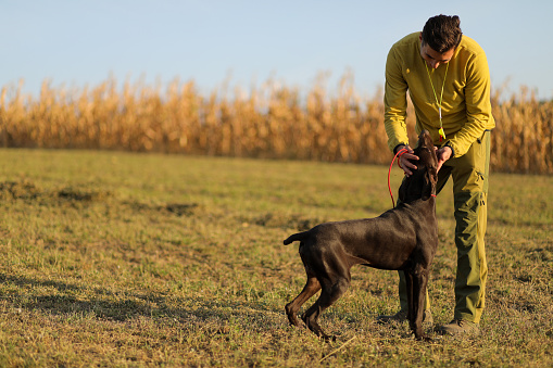 Beautiful  German Shorthaired Pointer dog and its owner during outdoors obedience training session. Sit and stay command. Man with hunting dog portrait.