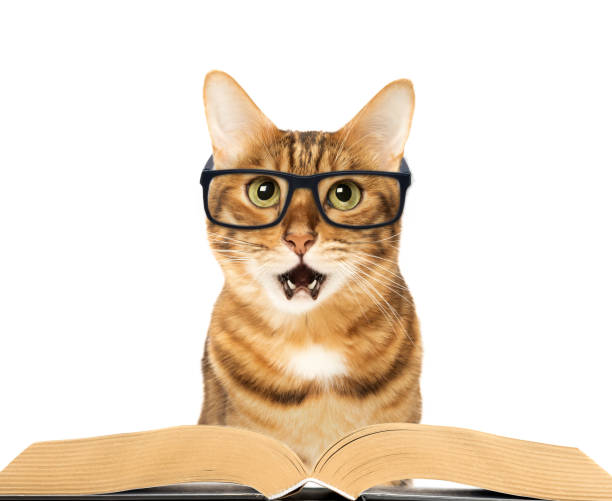 istock Funny amazed cat in glasses with a book isolated on a white background. 1716969467