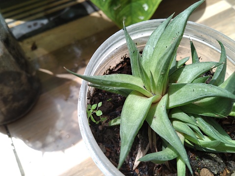 Mini cactus of the Haworthia Attenuata type