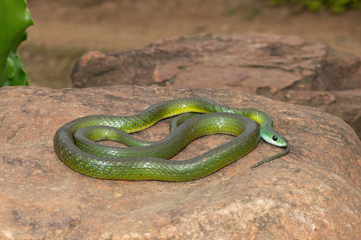 A harmless Western Natal Green Snake (Philothamnus occidentalis) basking in the wild