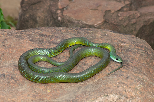 A harmless Western Natal Green Snake (Philothamnus occidentalis) basking in the wild