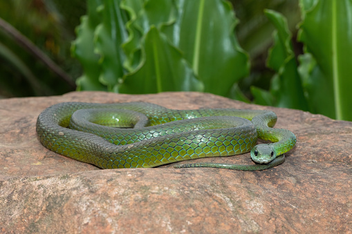 Close up of green snake on tree branch