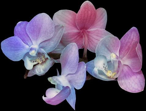 Phalaenopsis  flowers  on black  isolated background with clipping path. Closeup. For design. Nature.