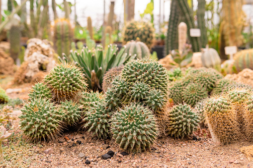 cacti and other succulents in the greenhouse of botanical garden