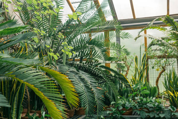 istock palms and other tropical trees in large greenhouse 1716992904