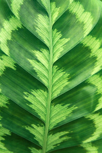 istock floral background with texture of calathea leaf 1716996497
