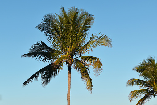 Vibrant palm tree leaves create a vivid contrast against the clear tropical sky, forming a lush and captivating backdrop.