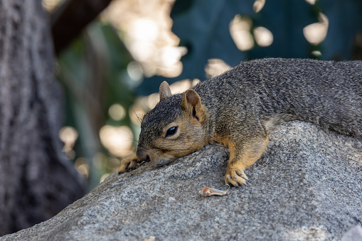 Exhausted squirrel resting on a rock in the heat of Southern California
