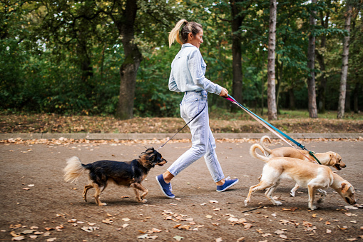 Young beautiful woman walking three dogs in the park in autumn. Two dogs are retriever puppies and one is a mixed breed. She is a service dog walker and enjoying her job.