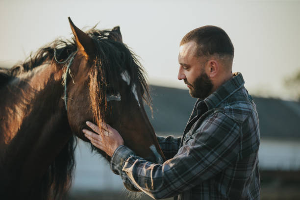 a man strokes a horse. a young bearded farmer takes care of horses. - arbetsdjur bildbanksfoton och bilder