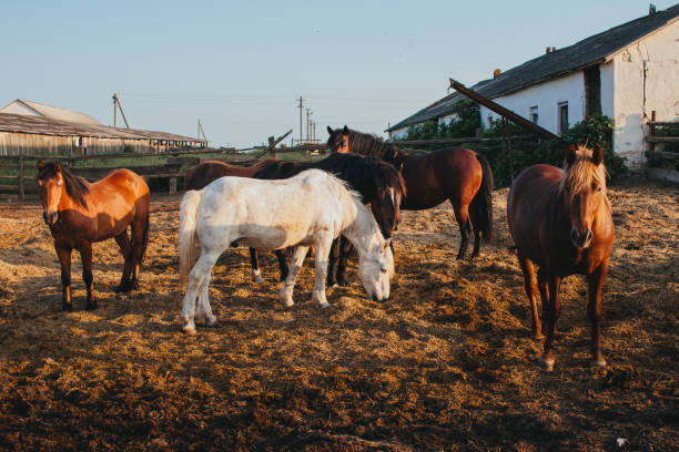 istock Horses on a farm at sunset. 1717008053