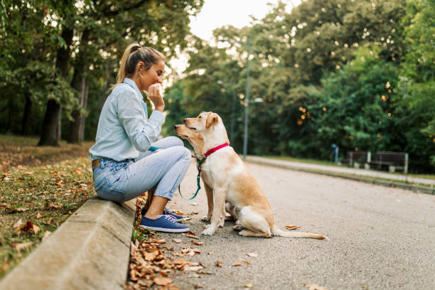 Pet Walking Services