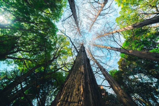 유명한 자이언트 세쿼이아 나무의 광각 보기 - tree growth sequoia rainforest 뉴스 사진 이미지