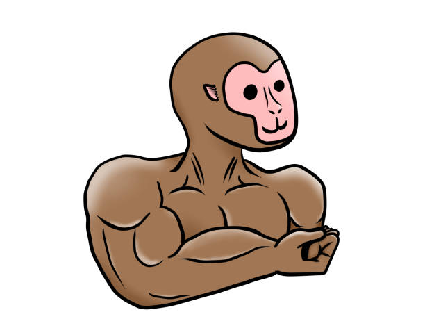 illustrations, cliparts, dessins animés et icônes de masculaire singe - mascular