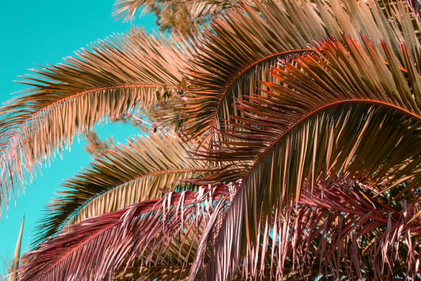 istock Colorful palm tree leaves against the sky, juicy tropical background 1717018024