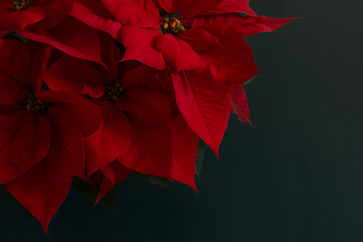 A stunning red poinsettia bouquet, the quintessential Christmas flower, stands out against a dark background, radiating festive elegance and holiday spirit.