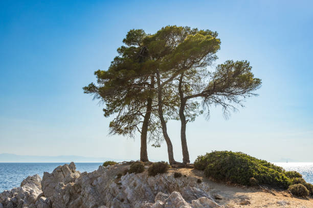 Lonely tree in the sunlight during starting golden hour. Growing on the beach of Ionian sea. Mountains on the horizon. Roda, Corfu (Korfu), Greece.
