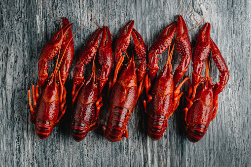 high angle view of some cooked crayfishes arranged in a line on a gray rustic wooden table