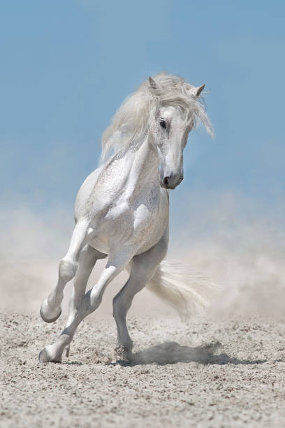 istock Horse free run in desert 1717035501