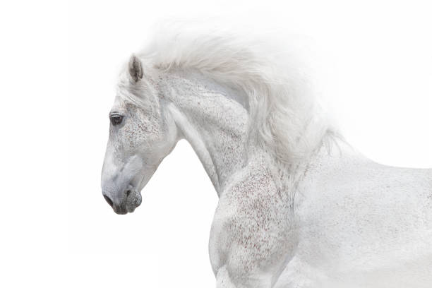 istock White horse in high key close up 1717035571