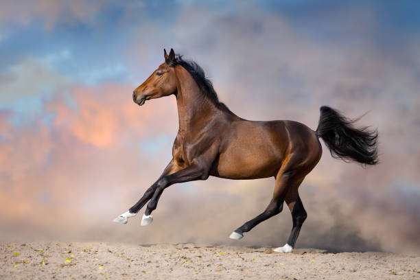 istock Bay horse free run in desert 1717035580