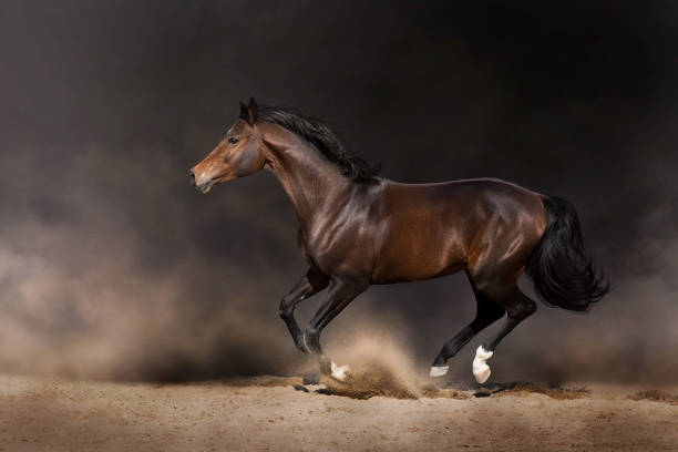 istock Bay horse free run in desert 1717036011