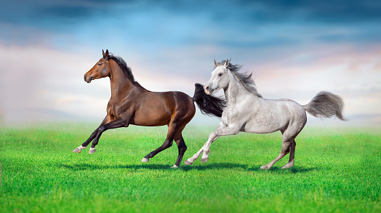 Grey stallion free run on green field