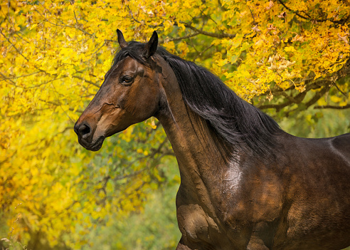 Close up of a horse in a residential area surrounded by nature