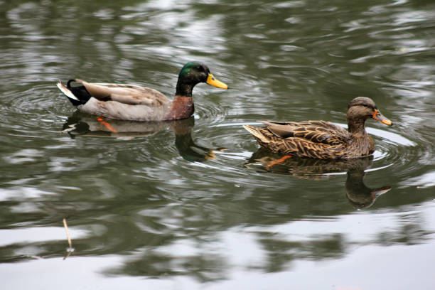 Male and Female Mallard swimming in a lake.