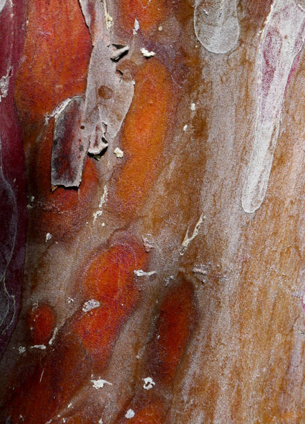 istock close-up trunk of a pine tree 1717046405