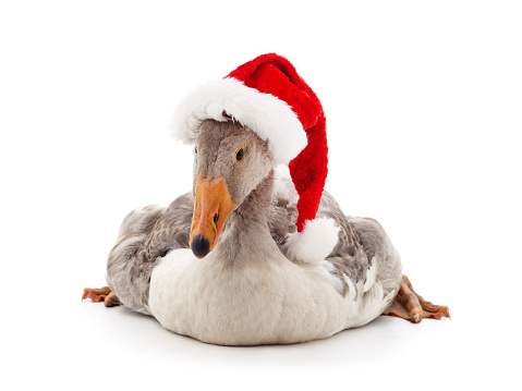 Goose with Christmas hat isolated on a white background.