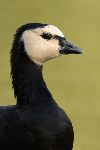 Barnacle Goose

Please view my portfolio for other wildlife photos.