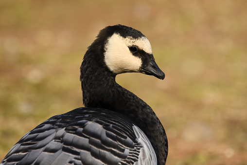 Barnacle Goose\n\nPlease view my portfolio for other wildlife photos.