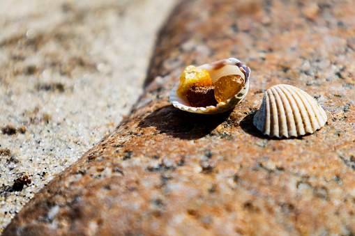 Amber nuggets, and shells on a stand on a natural background. Amber found on a beach on the Baltic Sea coast