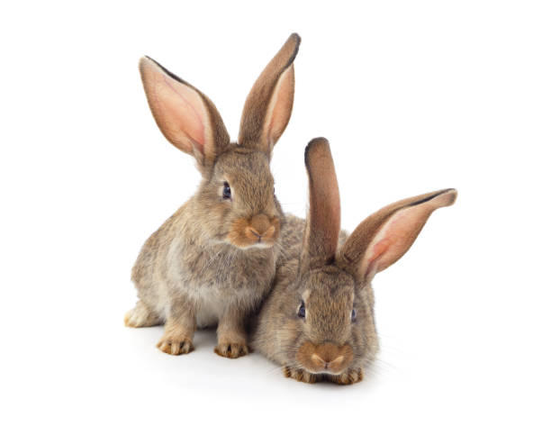 istock Two little brown rabbits are sitting. 1717061116