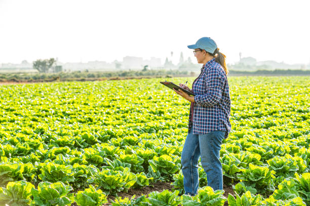 istock Female agricultural technician working in a romaine lettuce field 1717068033