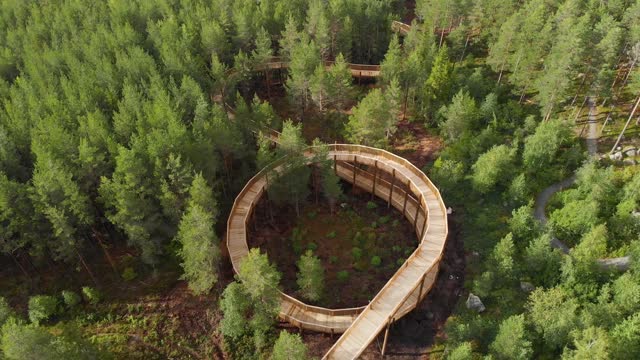 Top View Of Elevated Walking Trail Amongst Pine Tree Forest In Hamaren, Fyresdal, Telemark, Norway. Aerial Drone Shot