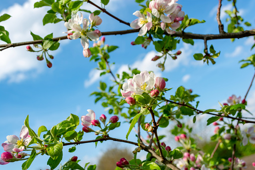 Spring blossoms on fruit trees