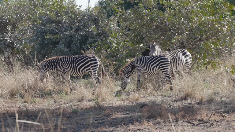 Zebras in savanna of the South Luangwa National Park