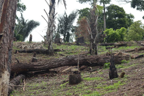 istock A fallen tree is rotting in the middle of the forest 1717081608