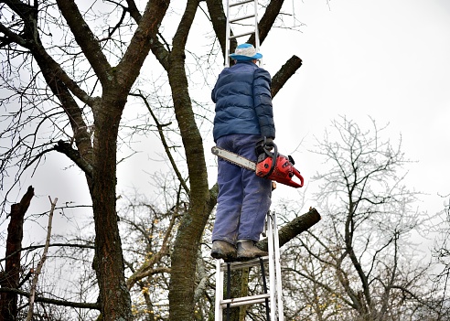 Dangerous work in the heights of the tree and trimming branches with a saw