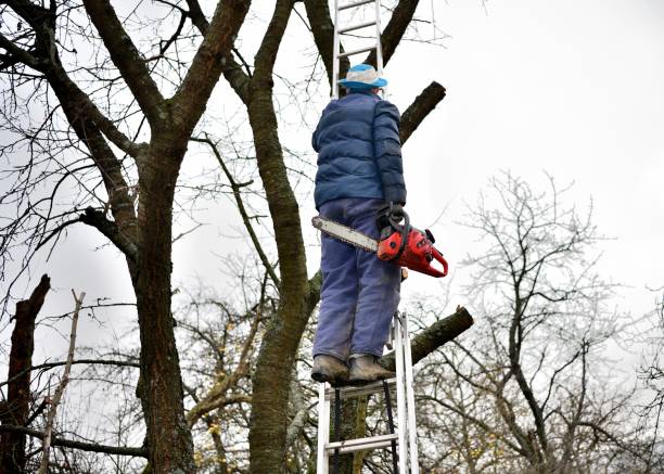 A gardener on a high ladder prunes trees in the garden in autumn stock photo