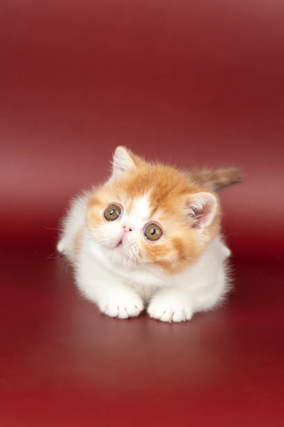 istock small beautiful red kitten exotic on a burgundy background in the studio. 1717106925