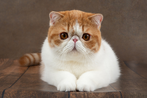 beautiful exotic shorthair cat lies on the brown background of the studio. Color red with white