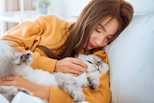 Happy asian woman hugging with fluffy grey cat with relax on the bed at home, A touching moment between a pet and its owner, Friendship with pets.