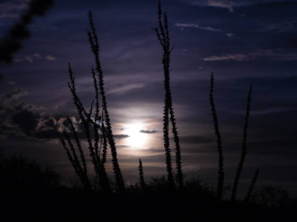 istock Moonrise with Ocotillo in Silhouette 1717110959