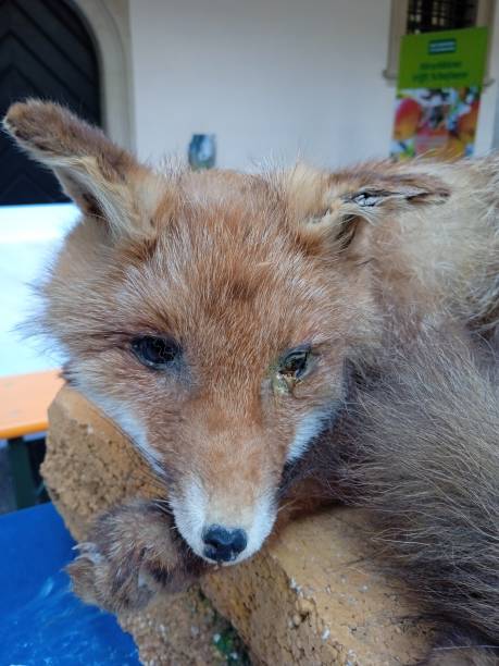 istock a fox is an wild animal 1717114315