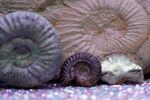 Ammonite is a fossil of a squid, photographed in close-up in the studio