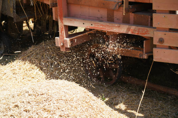 istock Grain harvested in summer for processing as a food 1717115476